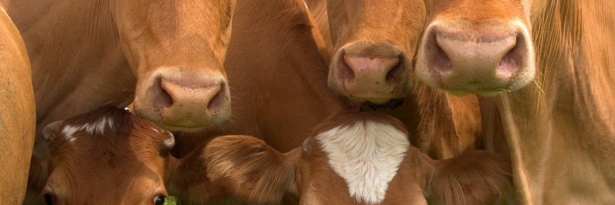 Chocolate Milk Producers