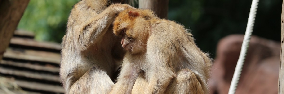 Apes Grooming