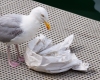 Seagull eating chips