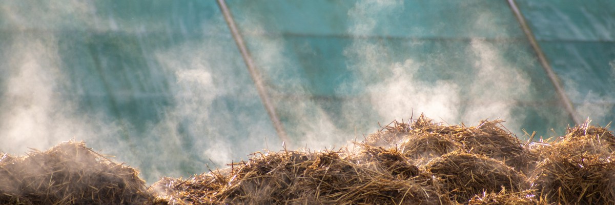 Pile of Horse Manure