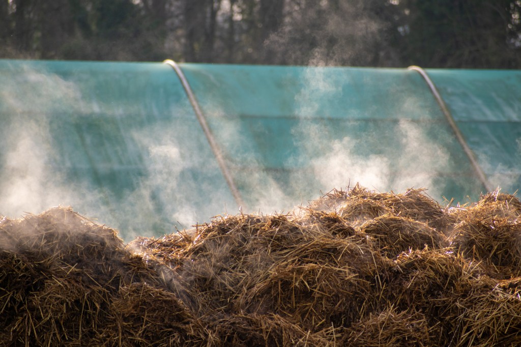 Pile of Horse Manure