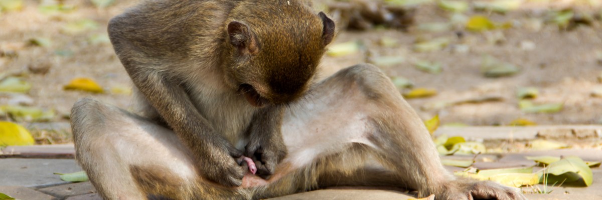 Randier than a teenage buy, the one